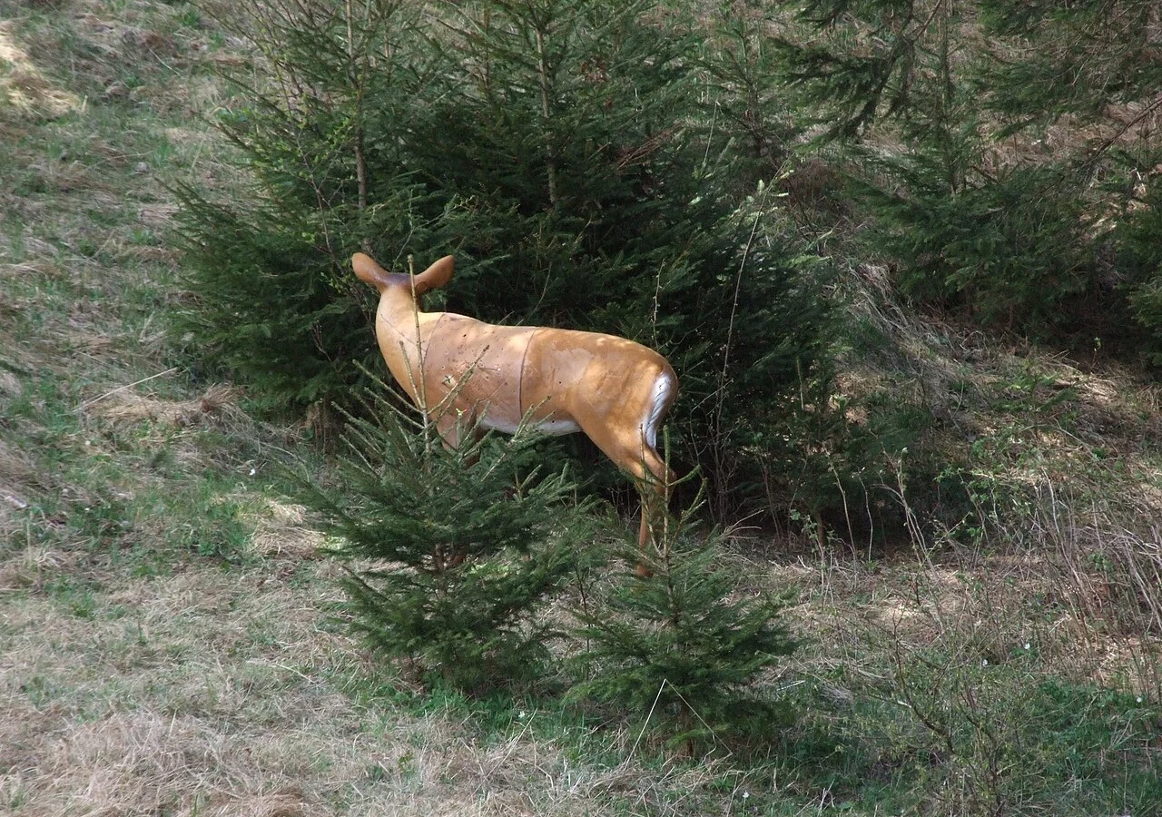 Foam 3D deer archery target standing beside a spruce tree