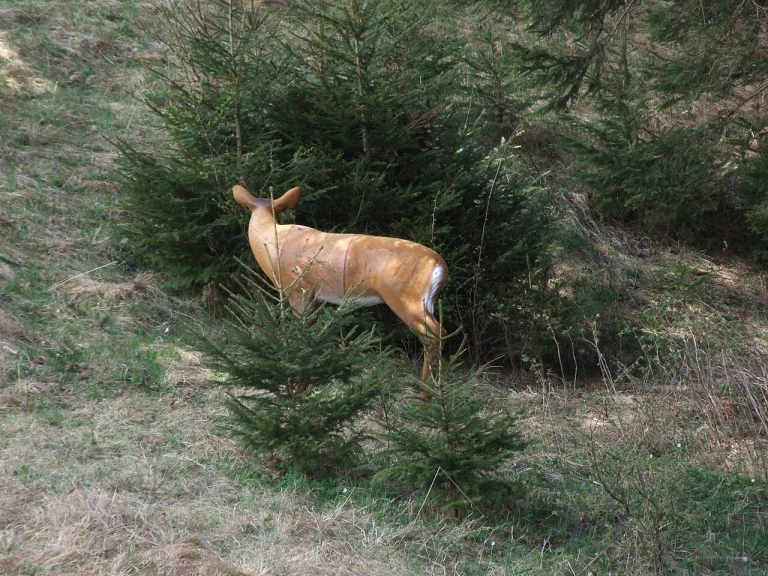Foam 3D deer archery target standing beside a spruce tree