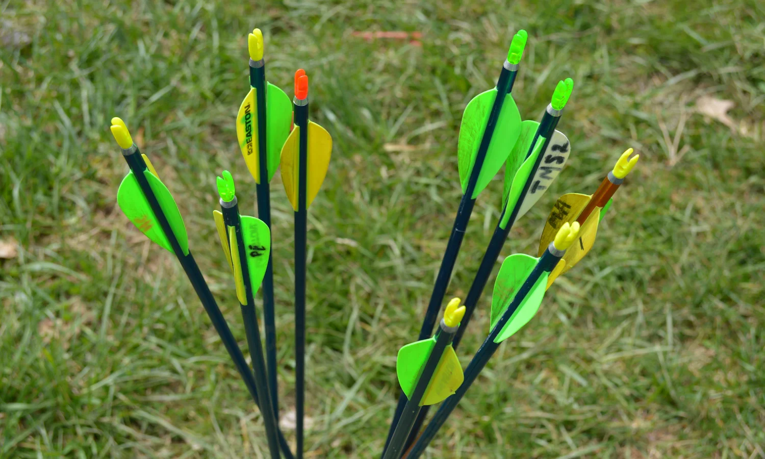 Arrows with bright green and yellow vanes standing in grass