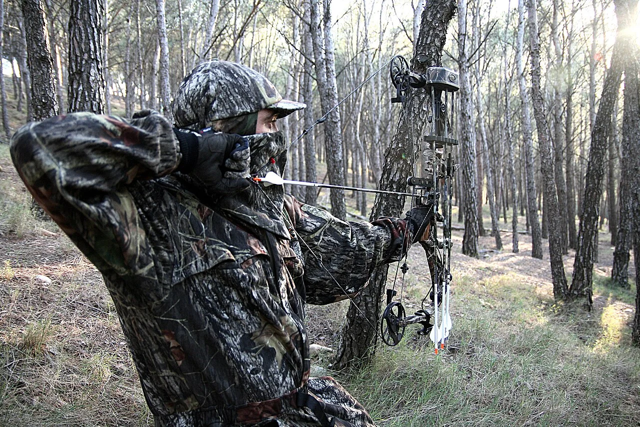 Bowhunter in full camouflage drawing a compound bow in a pine forest