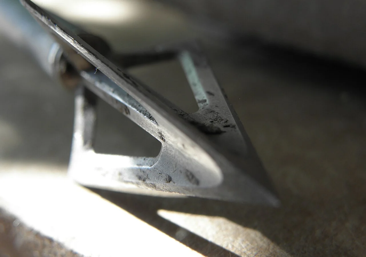 Close-up of a fixed-blade broadhead mounted on an arrow