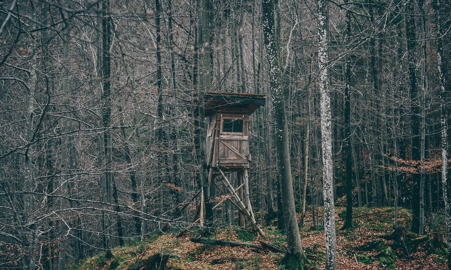 Elevated wooden hunting stand among bare forest trees
