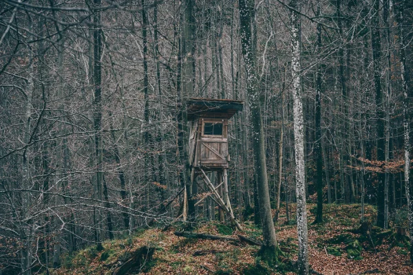 Elevated wooden hunting stand among bare forest trees
