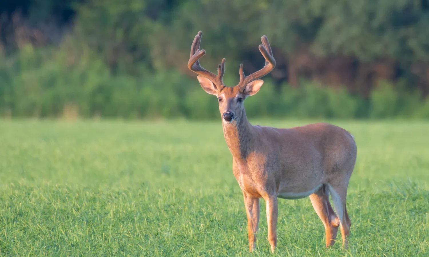 Young antlered buck standing in a green field