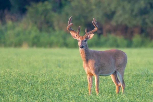 Young antlered buck standing in a green field