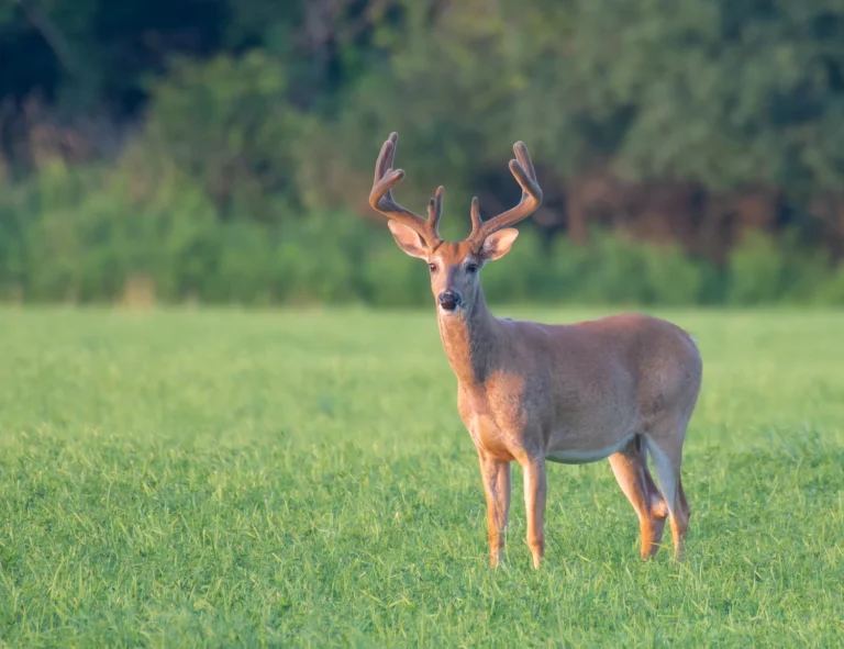 Young antlered buck standing in a green field